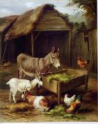 unknow artist Cocks and Sheep 129 oil painting reproduction
